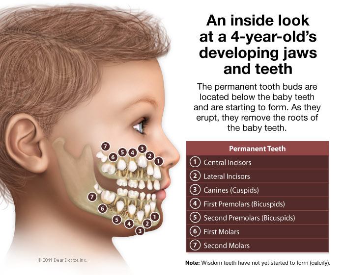 Pediatric Dentistry