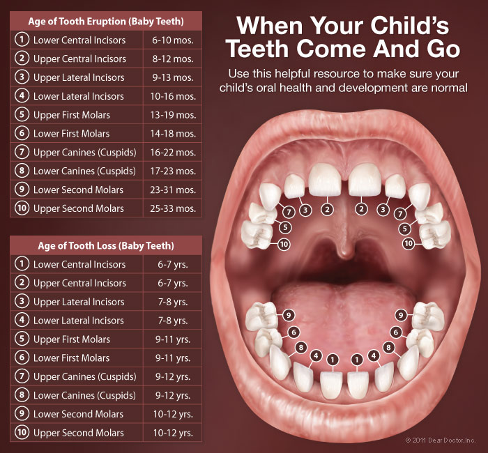 Your Child's First Teeth